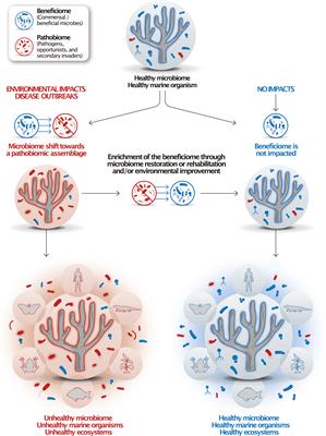 The baseline is already shifted: marine microbiome restoration and rehabilitation as essential tools to mitigate ecosystem decline